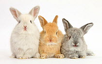 RF- Three baby lop rabbits. (This image may be licensed either as rights managed or royalty free.)