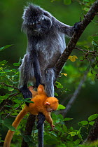 Silvered / silver-leaf langur (Trachypithecus cristatus) female sitting in a tree dangling her orange coloured young  baby aged 1-2 weeks. Bako National Park, Sarawak, Borneo, Malaysia.