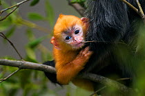 Silvered / silver-leaf langur (Trachypithecus cristatus)  orange coloured young baby aged 1-2 weeks playfully chewing a twig. Bako National Park, Sarawak, Borneo, Malaysia.