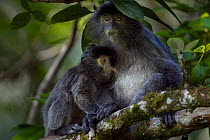 Silvered / silver-leaf langur (Trachypithecus cristatus) female  and suckling baby aged 6-9 months. Bako National Park, Sarawak, Borneo, Malaysia.