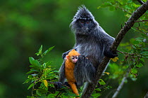 Silvered / silver-leaf langur (Trachypithecus cristatus) female with her  orange coloured young baby aged 1-2 weeks sitting in a tree. Bako National Park, Sarawak, Borneo, Malaysia.