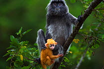 Silvered / silver-leaf langur (Trachypithecus cristatus) female sitting in a tree with her orange coloured young  baby aged 1-2 weeks. Bako National Park, Sarawak, Borneo, Malaysia.