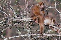 Assamese macaques (Macaca assamensis) grooming in tree, Tawang, Arunachal Pradesh, India.