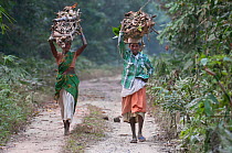 Local people collecting firewood in Gibbon wildlife sanctuary, Assam, India. February 2014.