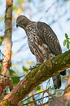 Changeable hawk eagle (Spizaetus cirrhatus), Kaziranga National Park, Assam, India.