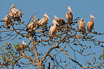 Spot-billed pelicans (Pelecanus philippensis) perched in tree, Kaziranga National Park, Assam, India.