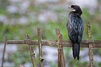 Little cormorant (Phalacrocorax niger), Kaziranga National Park, Assam, India.
