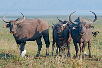 Indian wild buffalo (Bubalus arnee / Bubalus bubalis), Kaziranga National Park, Assam, India.