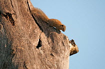 Orange-bellied Himalayan squirrel (Dremomys lokriah), Kaziranga National Park, Assam, India.