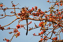 Capped langur (Trachypithecus pileatus) in flowering cotton silk tree (Bombax ceiba), Assam, India.