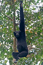 Hoolock gibbon (Hoolock hoolock) male hanging in tree, Assam, India.