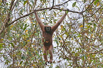 Hoolock gibbon (Hoolock hoolock) female hanging from branch, Assam, India.
