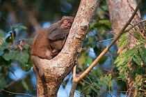 Rhesus macaque (Macaca mulatta) sleeping in tree, Assam, India.