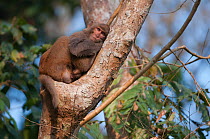 Rhesus macaque (Macaca mulatta) resting in tree, Assam, India.