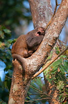 Rhesus macaque (Macaca mulatta) yawning in tree, Assam, India.