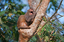 Rhesus macaque (Macaca mulatta) yawning in tree, Assam, India.
