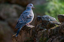 Oriental turtle dove (Streptopelia orientalis), near Zemitang, Arunchal Pradesh, India.
