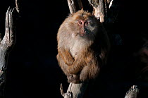 Assamese macaque (Macaca assamensis), Tawang, Arunachal Pradesh, India.