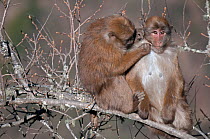 Assamese macaques ( Macaca assamensis) grooming, Tawang, Arunachal Pradesh, India.