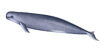 Illustration of a Finless Porpoise (Neophocaena asiaeorientalis).