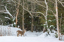 White-tailed deer (Odocoileus virginianus) buck standing in snow, Acadia National Park, Maine, USA, December.