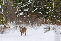 White-tailed deer (Odocoileus virginianus) buck standing snow, Acadia National Park, Maine, USA, December.