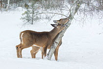White-tailed deer (Odocoileus virginianus) mother and fawn eating lichen, Acadia National Park, Maine, USA, February.