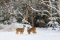 White-tailed deer (Odocoileus virginianus) in snow, Acadia National Park, Maine, USA, February.
