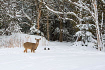 White-tailed deer (Odocoileus virginianus) in snow with two American black ducks (Anas rubripes), Acadia National Park, Maine, USA, February.