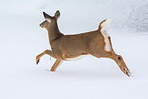 White-tailed deer (Odocoileus virginianus) running through snow, Acadia National Park, Maine, USA, February. Sequence 1 of 2.