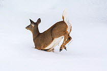 White-tailed deer (Odocoileus virginianus) running through deep snow, Acadia National Park, Maine, USA, February.  Sequence 2 of 2.