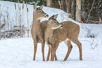 White-tailed deer (Odocoileus virginianus) standing in snow, Acadia National Park, Maine, USA, March.