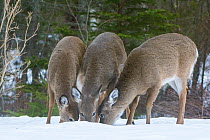 White-tailed deer (Odocoileus virginianus) feeding in snow, Acadia National Park, Maine, USA, March.