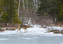White-tailed deer (Odocoileus virginianus) walking on ice, Acadia National Park, Maine, USA, March.