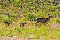 Mule deer (Odocoileus hemionus) newborn twins following mother, Yellowstone National Park, Wyoming, USA, June.
