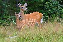 White-tailed deer (Odocoileus virginianus) mother with fawn, Acadia National Park, Maine, USA, August.