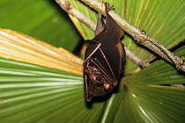 Sulawesi Rousette (Rousettus celebensis) hanging from palm, captive, endemic to Indonesia.