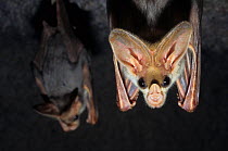 Australian False Vampire Bat (Macroderma gigas) hanging , captive occurs in Northern Australia. Vulnerable species.