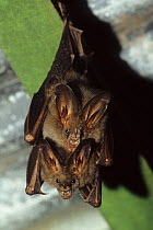 Lesser False Vampire Bat (Megaderma spasma) pair mating, Malaysia.
