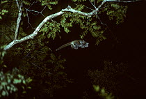 Milne-Edwards Sportive Lemur (Lepilemur edwardsi) leaping from tree to tree at night, Ankarafantsika, Madagascar. Endemic species, vulnerable.