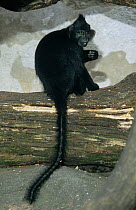 Black Crested Mangabey (Lophocebus aterrimus) captive, occurs in Democratic Republic of the Congo and Angola.