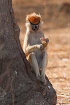 Erythrocebus patas - Patas monkey (Erythrocebus patas) feeding on fruit, Bandia Reserve, Mbour, Senegal.
