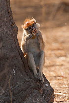 Patas monkey (Erythrocebus patas) feeding on fruit, Bandia Reserve, Mbour, Senegal.
