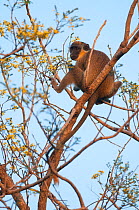 Green monkey (Chlorocebus sabaeus) in tree, Makasutu forest, Banjul, Gambia.