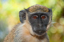 Green monkey (Chlorocebus sabaeus) portrait, Niokolo Koba National Park, Senegal.