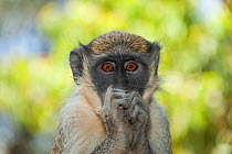 Green monkey (Chlorocebus sabaeus) portrait feeding, Niokolo Koba National Park, Senegal.