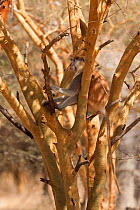 Patas monkey (Erythrocebus patas) male resting in tree, Bandia Reserve, Mbour, Senegal.