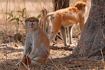 Patas monkeys (Erythrocebus patas) Bandia Reserve, Mbour, Senegal.