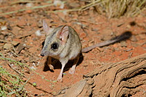 Kultarr (Antechinomys laniger) Desert Park, Alice Springs, Northern Territory, Australia. Captive, endemic to Australia.