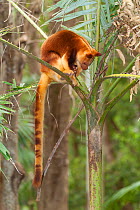 Buergers' tree-kangaroo (Dendrolagus goodfellowi buergersi) with joey, aged 6 months. Currumbin Sanctuary, Queensland, Australia. Captive, endemic to Papua New Guinea. Endangered species.